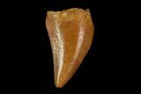 Raptor Tooth - Real Dinosaur Tooth #115970-1